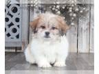 Zuchon PUPPY FOR SALE ADN-781118 - Simba