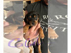 Doxle PUPPY FOR SALE ADN-781121 - Female