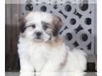 Zuchon PUPPY FOR SALE ADN-781124 - Sam