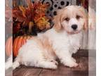 Cavachon PUPPY FOR SALE ADN-781126 - Biscuit