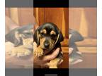 Doxle PUPPY FOR SALE ADN-781128 - Male