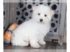 Bichon Frise PUPPY FOR SALE ADN-781133 - Teddy AKC Bichon Frise