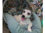 Bichpoo-Poodle (Miniature) Mix PUPPY FOR SALE ADN-781136 - Bichpoo