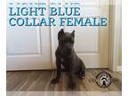 Cane Corso PUPPY FOR SALE ADN-781138 - AKC AND AKC GRAND CHAMPION BLOODLINE