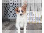 Papillon PUPPY FOR SALE ADN-781142 - Bear