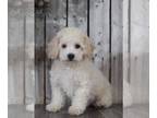 Bichpoo PUPPY FOR SALE ADN-781144 - Tyson