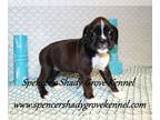 Boxer PUPPY FOR SALE ADN-781145 - Adorable AKC registered Boxer puppies