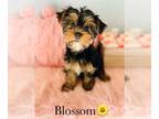 Yorkshire Terrier PUPPY FOR SALE ADN-781148 - CKC YORKIE PUPPIES WE DELIVER