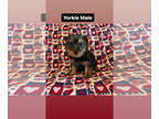 Yorkshire Terrier PUPPY FOR SALE ADN-781149 - Yorkies