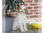 Poodle (Standard) PUPPY FOR SALE ADN-781151 - Standard Poodle