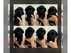 Labrador Retriever PUPPY FOR SALE ADN-781166 - AKC Purebred Labrador Retriever