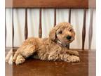 Miniature Labradoodle PUPPY FOR SALE ADN-781169 - Multigen Mini Labradoodle