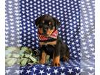Rottweiler PUPPY FOR SALE ADN-781171 - AKC Rottweiler Puppy