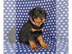 Rottweiler PUPPY FOR SALE ADN-781173 - AKC Rottweiler Puppy