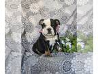 English Bulldog PUPPY FOR SALE ADN-781177 - Adorable AKC English Bulldog Puppy
