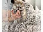 Pomeranian PUPPY FOR SALE ADN-781179 - Tea cup Pomerania girl