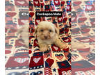 Cocker Spaniel-Poodle (Miniature) Mix PUPPY FOR SALE ADN-781180 - Cockapoo