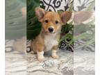 Pembroke Welsh Corgi PUPPY FOR SALE ADN-781181 - Boy corgi puppy