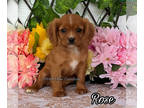 Cavalier King Charles Spaniel PUPPY FOR SALE ADN-781183 - Ruby from World Class