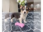 Pembroke Welsh Corgi PUPPY FOR SALE ADN-781193 - Pembroke Welsh Corgi Puppy