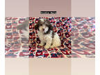 Poodle (Miniature) PUPPY FOR SALE ADN-781194 - Poodles