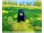 German Shepherd Dog PUPPY FOR SALE ADN-781200 - Avas Litter