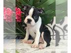 Boston Terrier PUPPY FOR SALE ADN-781205 - Boy boston terrier puppy