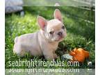 French Bulldog PUPPY FOR SALE ADN-781207 - Lilac Fawns
