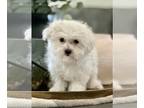 Maltese PUPPY FOR SALE ADN-781208 - Akc teacup Maltese puppy