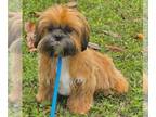 Shih Tzu PUPPY FOR SALE ADN-781210 - Shih Tzu Puppy Looking For Forever Home