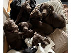 German Shorthaired Pointer PUPPY FOR SALE ADN-781211 - AKC Registered German