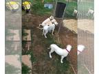 Dogo Argentino PUPPY FOR SALE ADN-781218 - HEALTHY DOGOS LOOKING FOR A LOVING