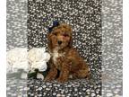 Miniature Labradoodle PUPPY FOR SALE ADN-781222 - Adorable F1bb Mini Labradoodle