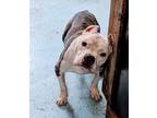 Adopt Harold a Pit Bull Terrier