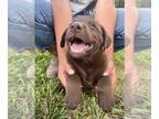 Labrador Retriever PUPPY FOR SALE ADN-781228 - Chocolate and yellow Cuties