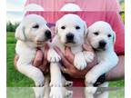 Labrador Retriever PUPPY FOR SALE ADN-781229 - Polar White Lab Puppies