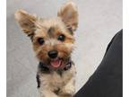 Yorkshire Terrier PUPPY FOR SALE ADN-781235 - Yorkie Female