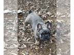 French Bulldog PUPPY FOR SALE ADN-781237 - BarnyardFrenchies
