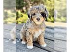 Bernedoodle (Miniature) PUPPY FOR SALE ADN-781239 - Daisy