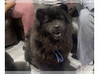 Chow Chow PUPPY FOR SALE ADN-781240 - AKC chow chow