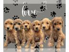Goldendoodle PUPPY FOR SALE ADN-781241 - F1B Goldendoodle Puppies