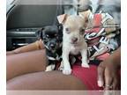 Chihuahua PUPPY FOR SALE ADN-781242 - Chihuahua puppies
