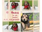 Dachshund PUPPY FOR SALE ADN-781244 - Dachshund