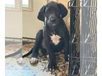 Great Dane PUPPY FOR SALE ADN-781245 - Great Dane puppies