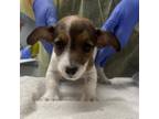 Adopt Brian a Jack Russell Terrier
