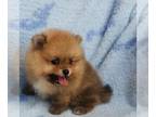 Miniature Spitz PUPPY FOR SALE ADN-781247 - Dino Teddy bear face