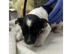 Adopt Myles a Jack Russell Terrier