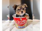 Yorkshire Terrier PUPPY FOR SALE ADN-781250 - AKC Yorkie male carry parti