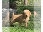 Double Doodle PUPPY FOR SALE ADN-781258 - Gorgeous boy