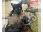 Yoranian PUPPY FOR SALE ADN-781259 - Yorkie Pom Pups